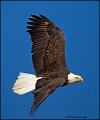 _1SB7504 american bald eagle